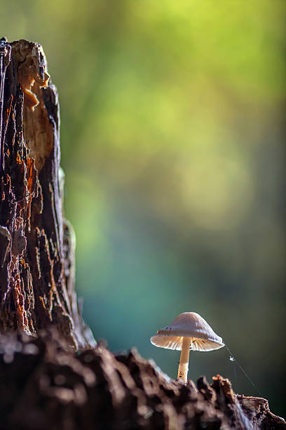 istock Mushroom with a little spider. 462279591