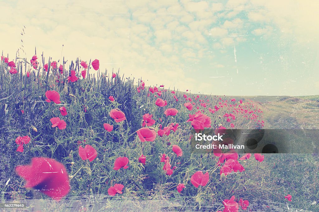 field of red poppies,vintage field of red poppies blooming, summer landscape,vintage Agriculture Stock Photo