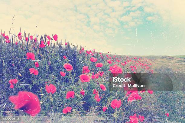 Field Of Red Poppiesvintage Stock Photo - Download Image Now - Agriculture, Antique, Backgrounds