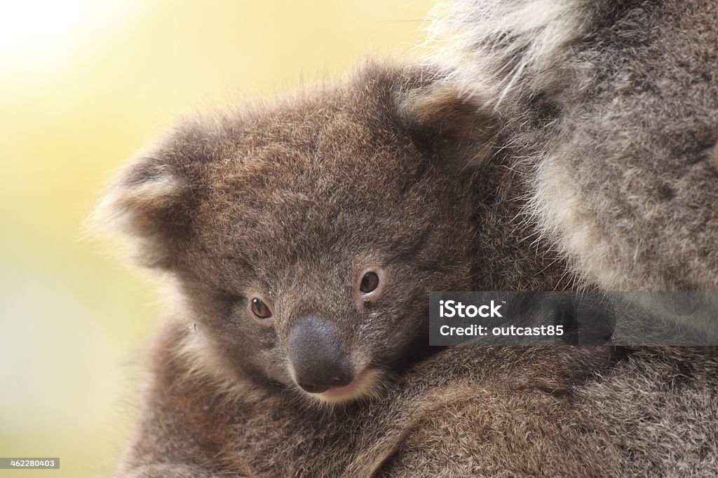 Baby Koala on Mother's Back Koala with his baby koala on a eucalyptus tree. Close-up Stock Photo