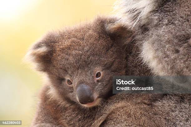 Baby Koala On Mothers Back Stock Photo - Download Image Now - Close-up, Koala, Animal