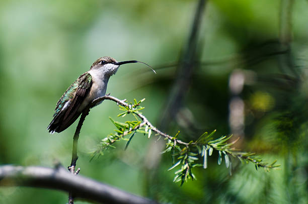 istock Hummingbird Sticking Its Tongue Out 462281971