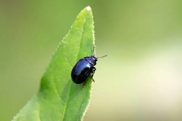 a purple leaf-beetle on the leaf, taken photos in the natural wild state, Luannan County, Hebei Province, China.