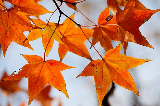 istock Autumn Taiwaness garden with maple 462283011