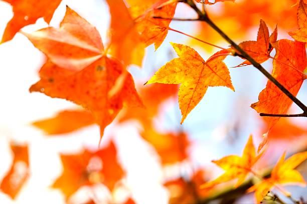 istock Autumn Taiwaness garden with maple 462283025
