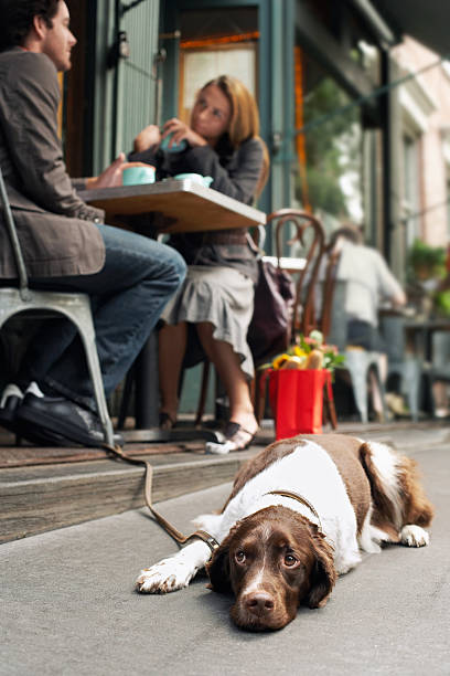 istock Dog Lying On Sidewalk Outside Cafe 462283315