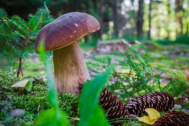 Fall mushroom in the forest on the grass in the sun
