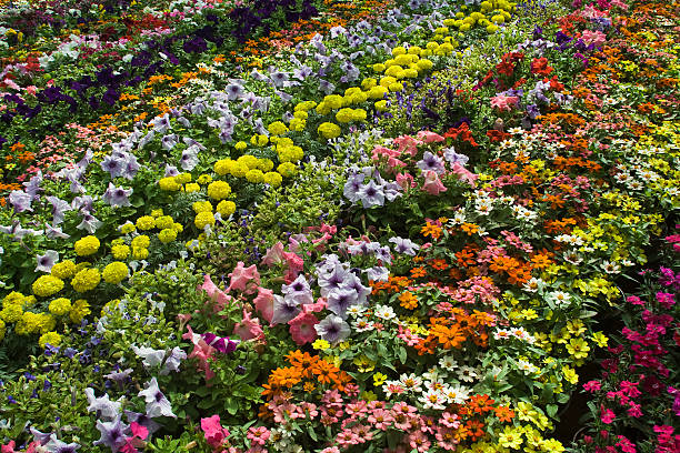 Diagonal view of colorful, decorative display at Flower Show, Lalbagh, Bangalore, India Asia