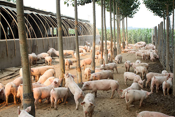 chăn nuôi heo ngoài trời