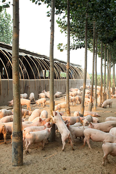 istock pigs in the farm 462285823