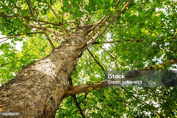 Baum Von Unten Stockfoto und mehr Bilder von Alt - Alt, Ansicht aus erhöhter Perspektive, Ast - Pflanzenbestandteil