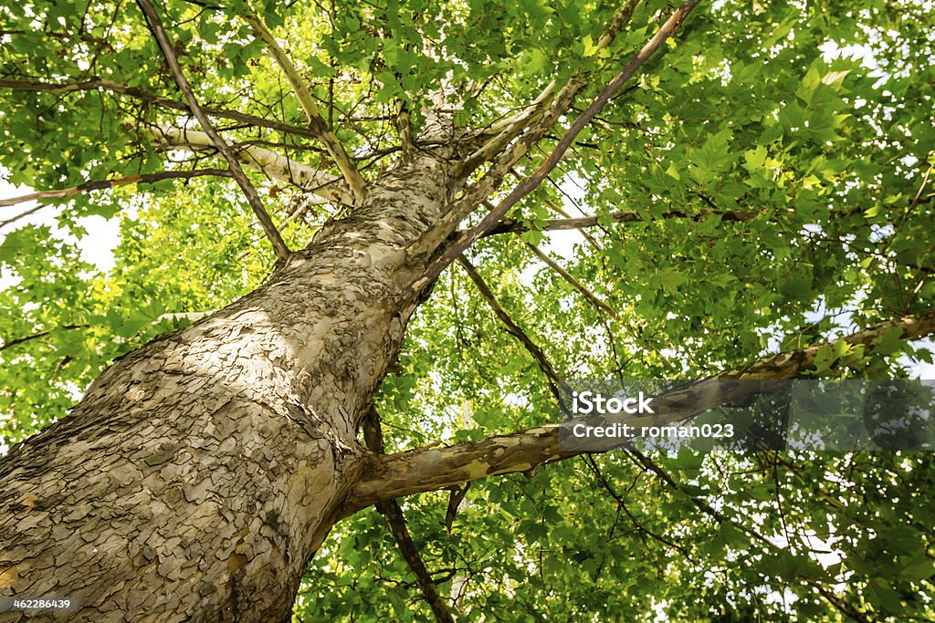 Albero di seguito - Foto stock royalty-free di Adulto in età matura