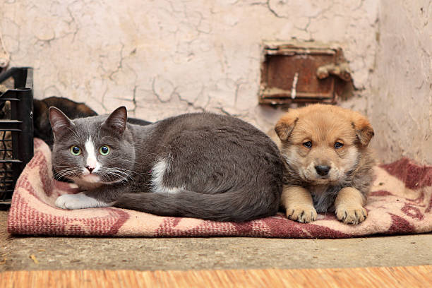 istock Homeless cat and dog 462286599