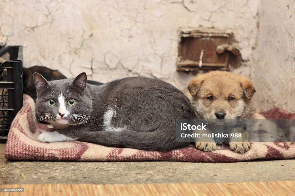 Homeless cat and dog Homeless cat and dog on the rag Dog Stock Photo