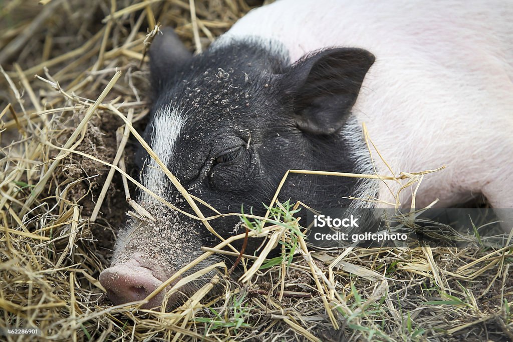 Little pig Sleeping pig Agriculture Stock Photo