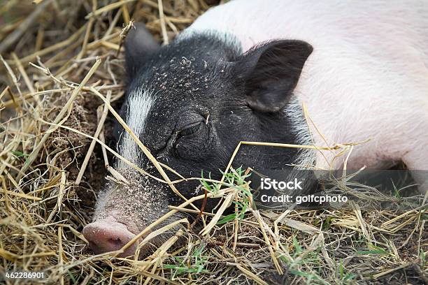 Little Pig Stock Photo - Download Image Now - Agriculture, Animal, Animal Family