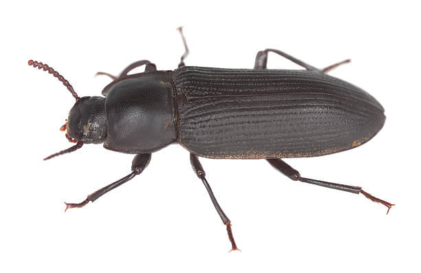istock Tenebrio opacus isolated on white background 462289667