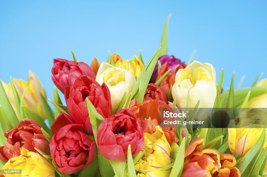 Tulips Tulips on blue background Blue Stock Photo