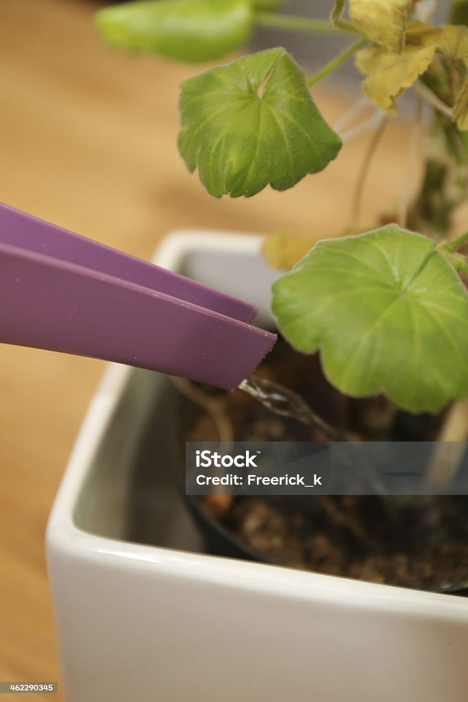 Plant care Green plant getting some water from a purple watering pot Care Stock Photo