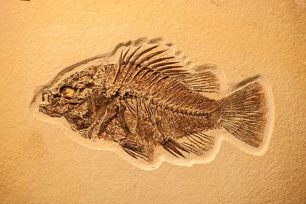 Photo of Complete fish fossil