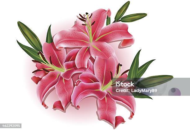 Beautiful Gift Card With Pink Lilies Stock Illustration - Download Image Now - Adult, Backgrounds, Blossom