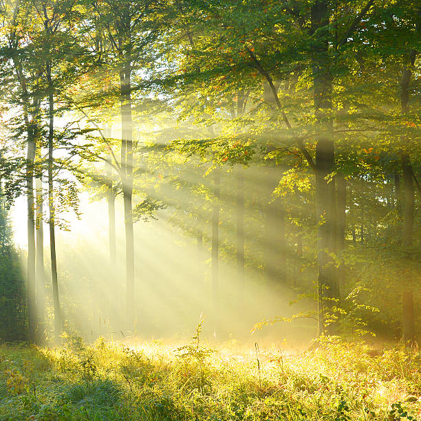 Forest dawn Beautiful autumn morning in the forest autum light stock pictures, royalty-free photos & images