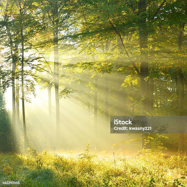 Forest Dawn Stock Photo - Download Image Now - Forest, Nature, Springtime