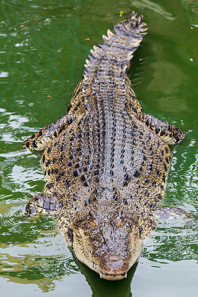istock Siamese crocodile in green water 462293303