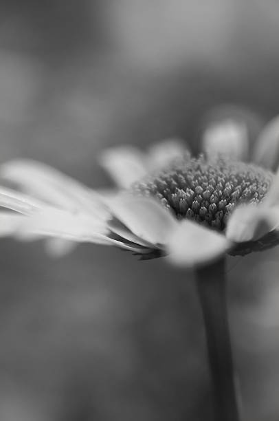 istock Artistic black & white macro of a daisy flower, blur effect 462294757