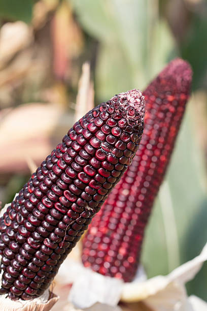 istock purple corn in garden 462295619