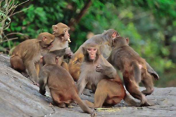 istock six monkeys in the woods 462301257