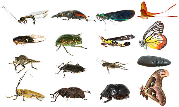 istock wild animal insect set collection 462302031