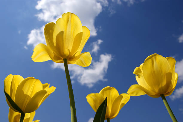 istock Beautiful yellow tulips 462302041