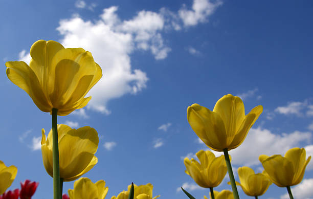 istock Beautiful yellow tulips 462302107
