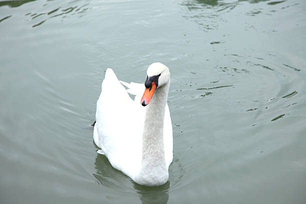 белый лебедь в воде. - water surface standing water swan mute swan стоковые фото и изображения