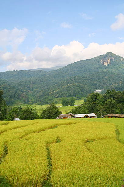 Terraced rice fields view,Thailand Terraced rice fields view, Chiang Mai, Thailand cerial stock pictures, royalty-free photos & images