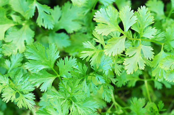 folhas de coentros detalhe de ervas - coriander seed fotos imagens e fotografias de stock