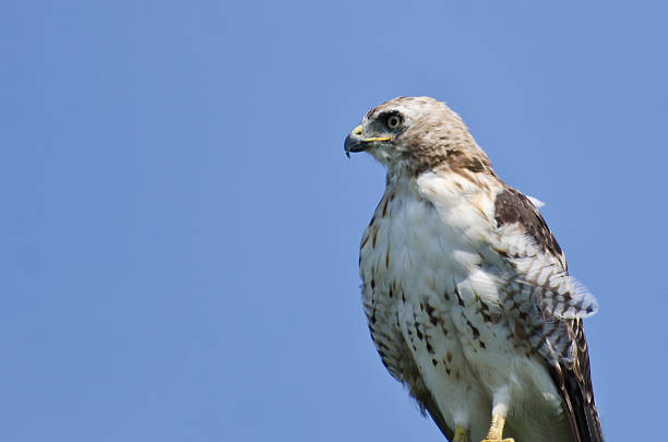 nahaufnahme von einem red-tailed hawk - red tailed boa stock-fotos und bilder