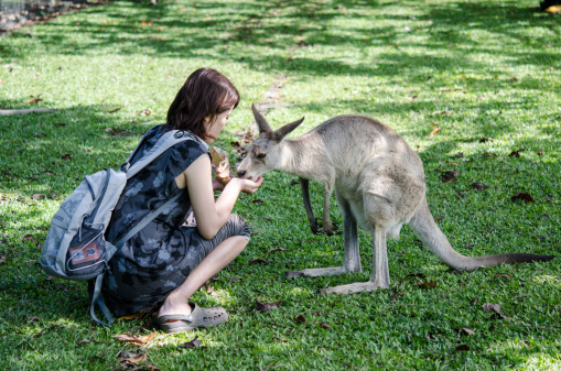 Kangaroo feeding