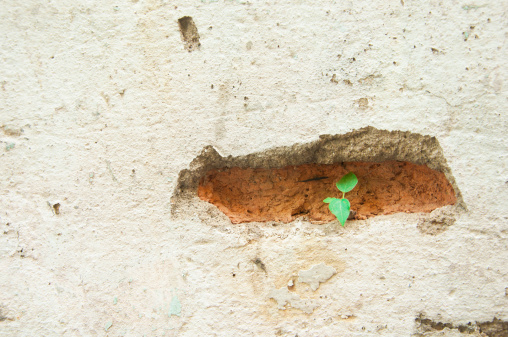 survival of plant on the wall