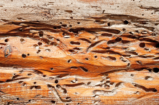 Anobium thomsoni damage on wood