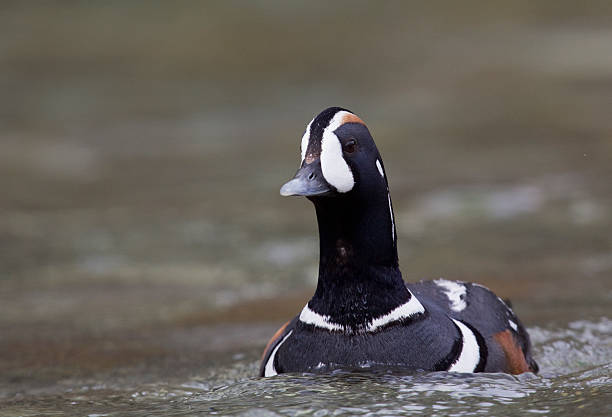 istock Drake Harliquin duck 462308145