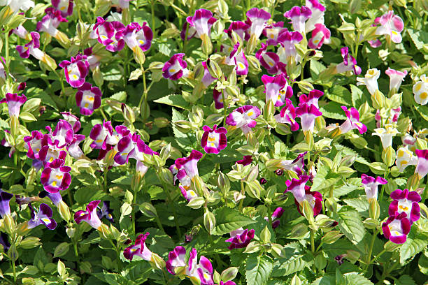 istock Pink Garden Balsam. 462312535