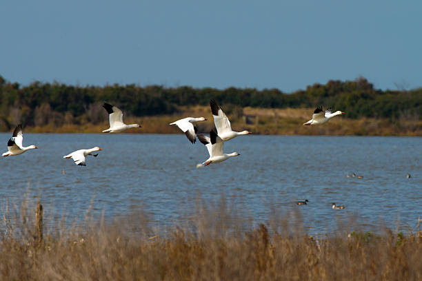 istock SnowGeeseFlyingoverFreshWaterPond 462313085