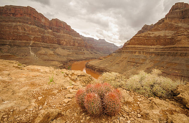 istock Grand Canyon kaktus 462313089