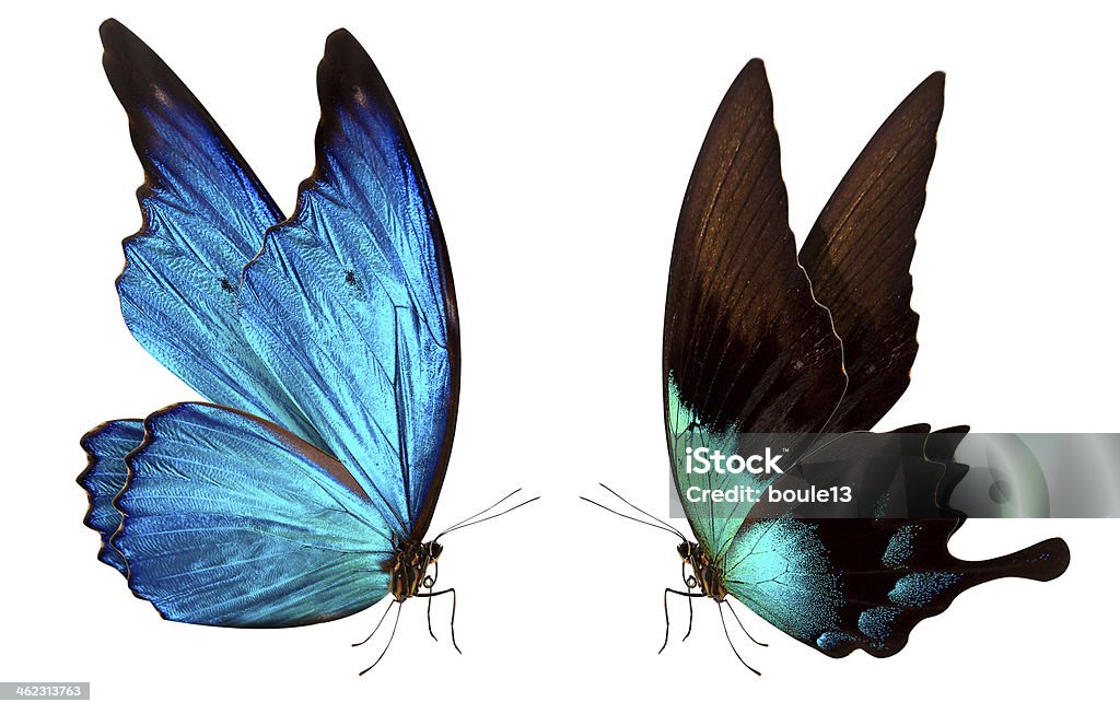 Бабочка Макро фон - Стоковые фото Авиационное крыло роялти-фри