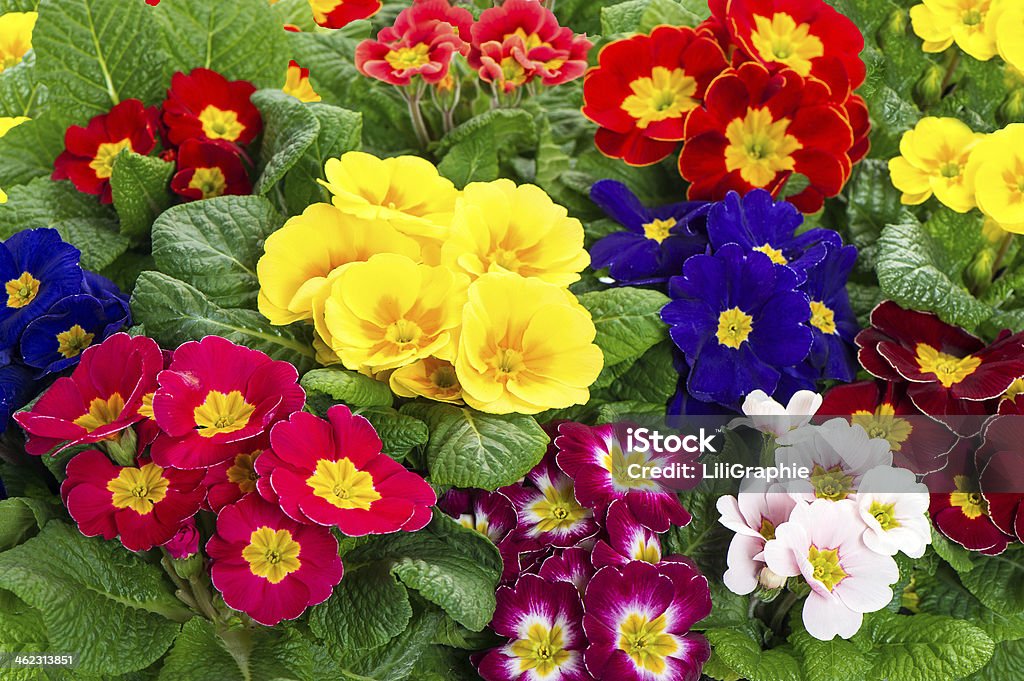 assorted spring primulas. colorful flower blossoms assorted spring primulas. colorful flower bed with red, blue, yellow, pink blossoms Agricultural Field Stock Photo
