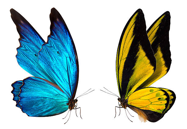 istock A blue and yellow butterfly on a white background 462314085
