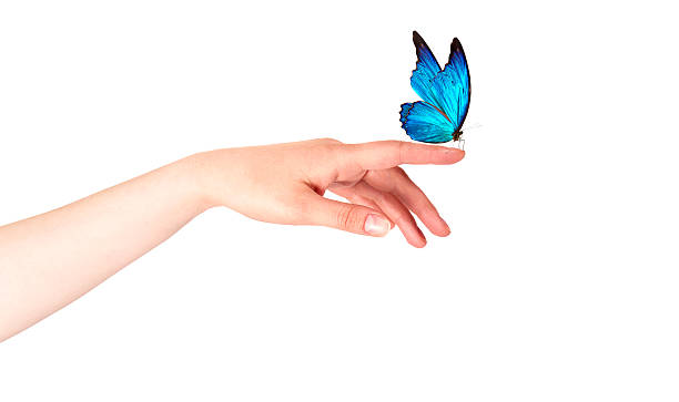 istock butterfly on woman's hand. In motion 462314223