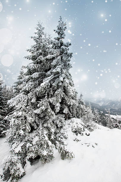istock Christmas background with snowy fir trees 462314339